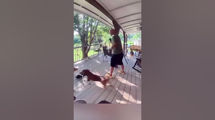 That squirrel was not playing with them 😂