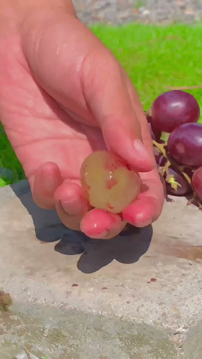 Harvest of authentic Wonogiri red grapes #redgrapes