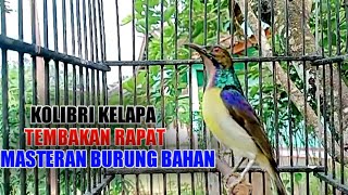 Tembakan kolibri kelapa | manggar gacor buat masteran burung bahan agar cepat buka paruh