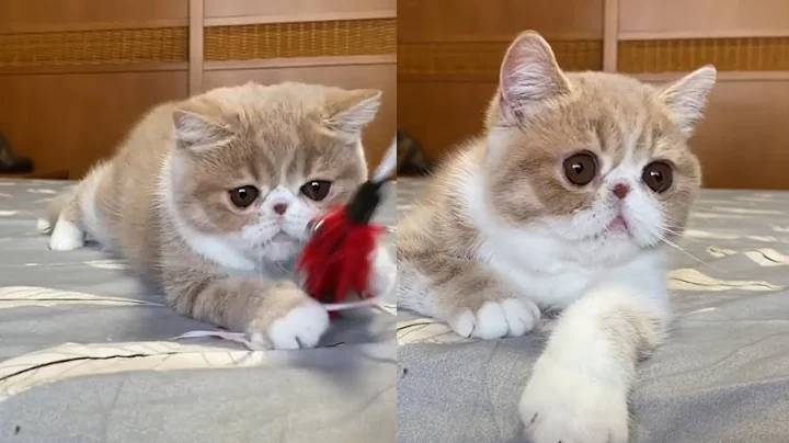 Video 11286151: exotic shorthair baby