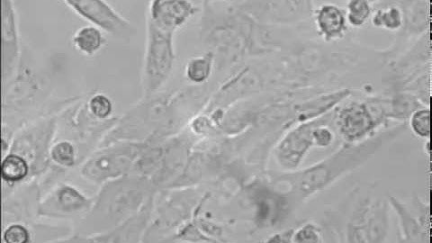 Differential Expression Levels of Integrin α6 Enable the Selective Identification and Isolation