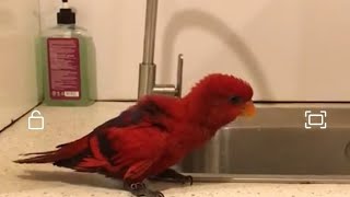 The Red Parrot Jebat 😘❤️ Handsome Boy 👦😎