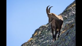 7 Incredible Facts About Mountain Goats That Will Blow Your Mind!