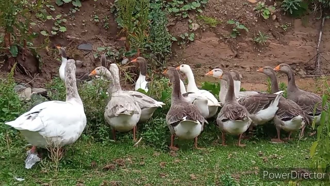 QAZ BALALARININ QIZIL BAXILMA QAYDASI ❗