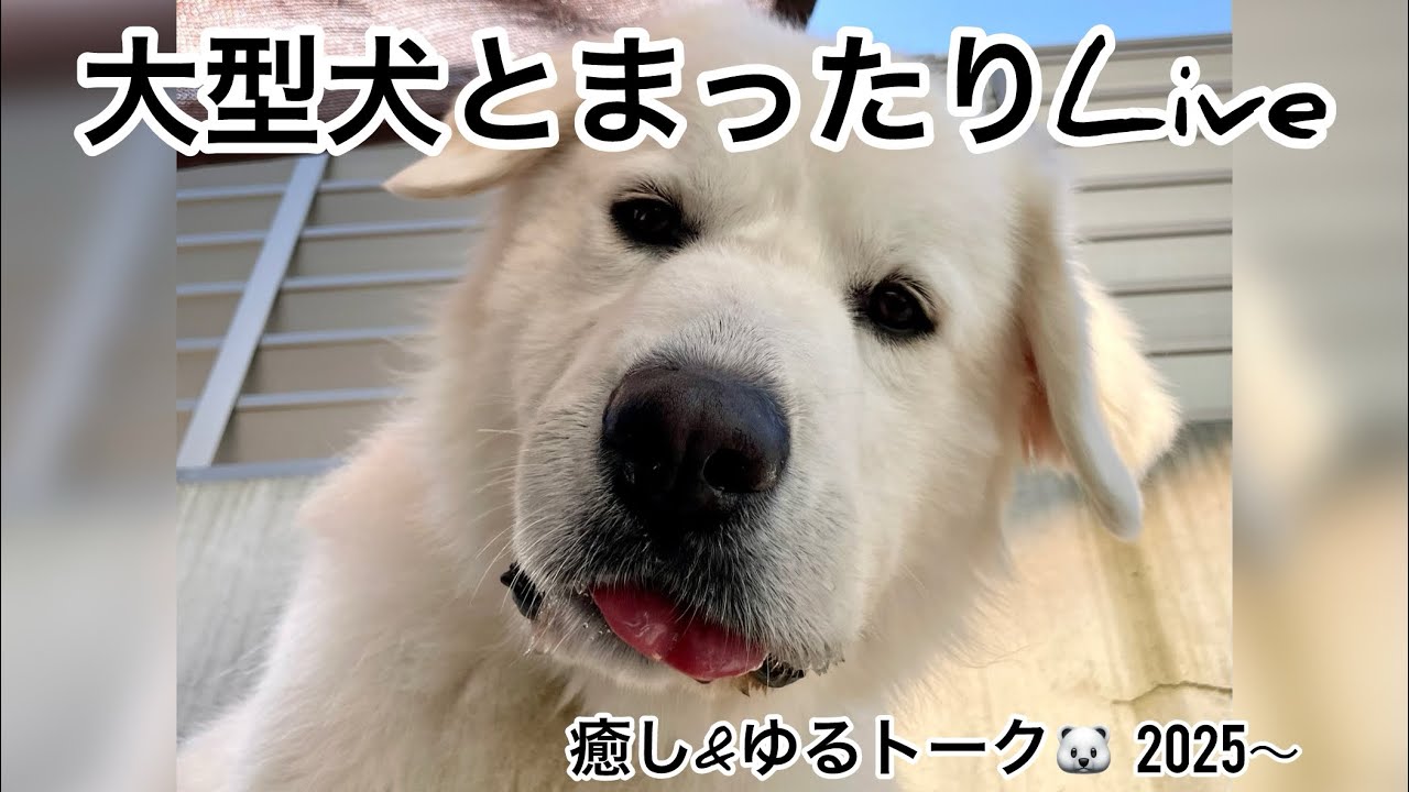 1️⃣3️⃣2025.3.3 #ゆる雑談 #グレートピレニーズ #大型犬のいる生活 