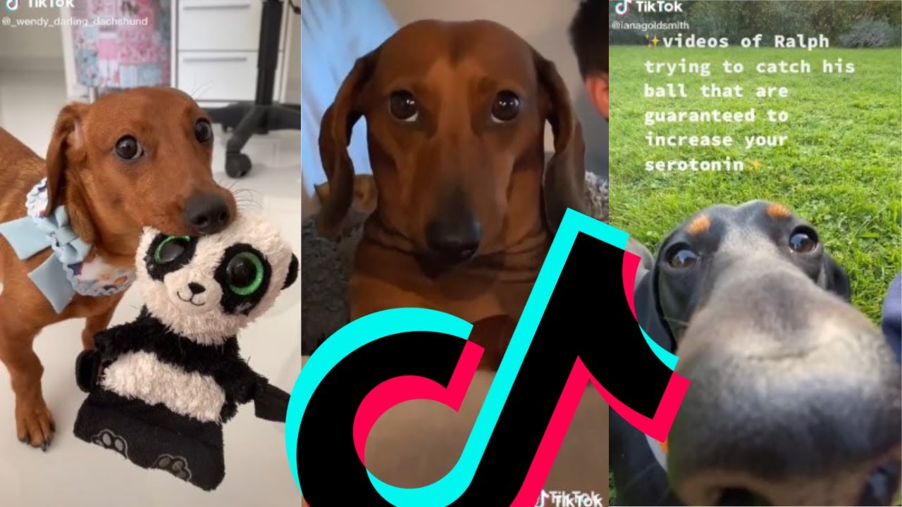 Most Famous Dachshund TikTok Compilation Dogs Of TikTok YouTube