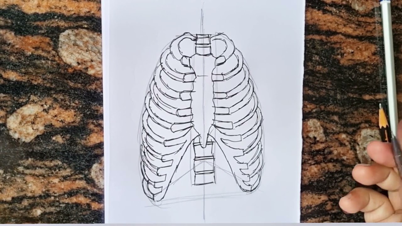 Details 115+ rib cage drawing super hot