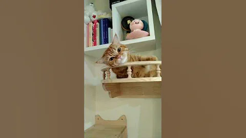 Watch the video about #cat #catshorts #catvideos #cute #munchkin #munchkincat #munch