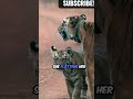Tigers can use their ears to communicate #Funfacts#Snappystories