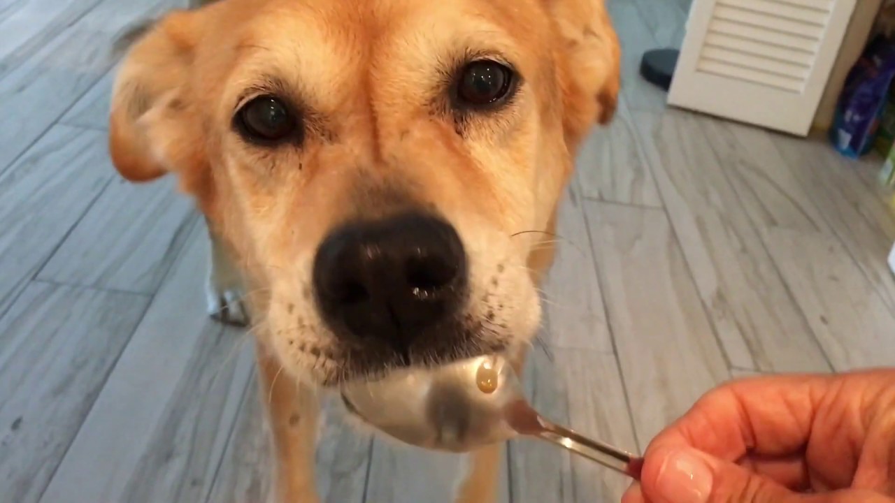 boots and barkley cable tie out