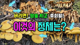 버리면, 땅을 치고 후회할지도 모르는! 이것의 정체를 밝혀라! by 산가람TV 410,636 views 7 months ago 19 minutes