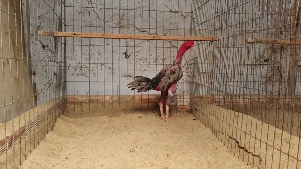 Gà đòn xám sẹo của Tứ Đổ Tường
