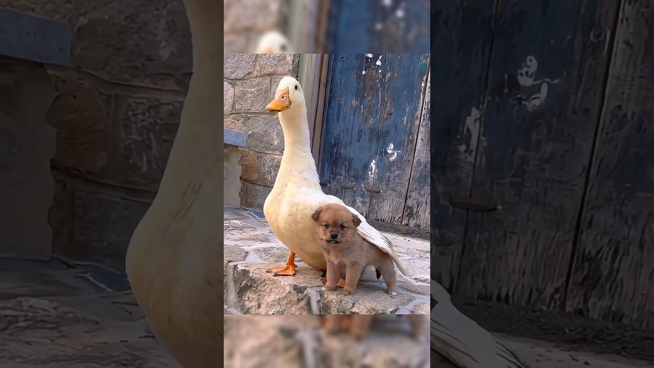 kutte Aur batak ki Pyar Bhari Dosti 😍 #animals #factomate #pets #petlovers
