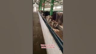 büyük baş hayvan sulugu otomatik suluk