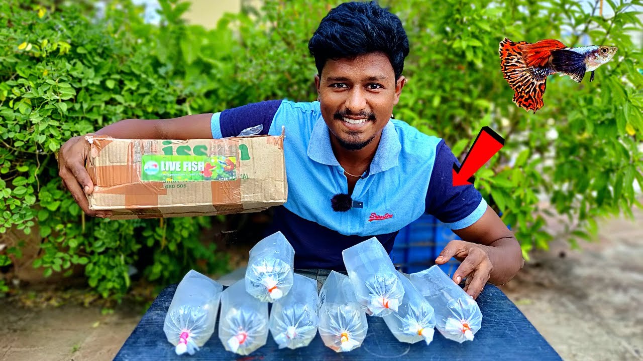Imported Guppy Fish Setup 🐠 | புது மீனுக்கு New Setup | part-1