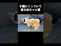 子猫にくっついて寝る赤ちゃん猫 #うにむぎはち #保護子猫