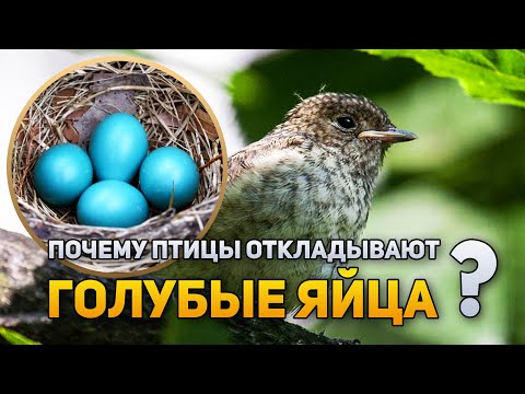 Почему птицы откладывают голубые яйца? | DeeaFilm