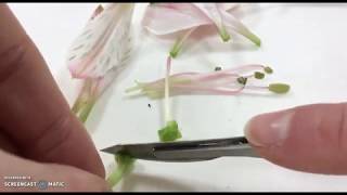 3T2PAS4-Act1-Vidéo dissection d'une fleur d'Alstroemeria