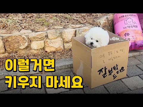강아지 키우면 안 되는 사람 특징