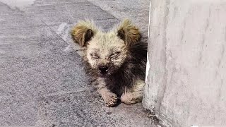 A Blind Stray Dog Waits With Hope, Will The Angel Who Helped Him Come Again?