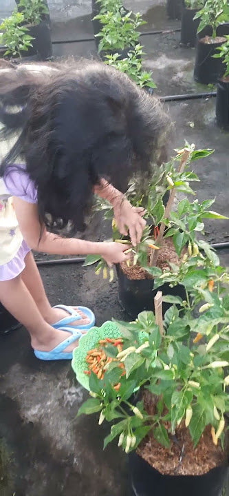 paling semamgat kalau di suruh panen 05.30 wib #garden #berkebundirumah #berkebundilahansempit