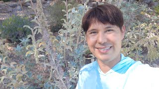 White sage pruning part 1 and harvesting tips! Salvia apiana