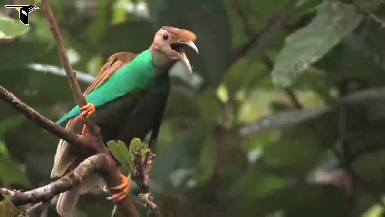 Standardwing Bird of Paradise 