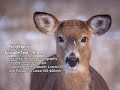 White-tailed Deer photography for beginners