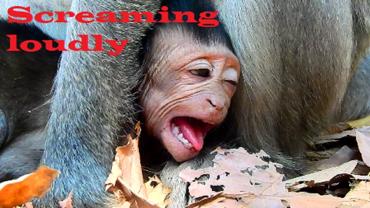 OMG Jayden Break-Heart ! Angry mum till convulsive around, Jade feel not hug& milk, Why?