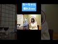【ばんばんざい】【切り抜き】酔っ払って仮面を取っちゃうちーちゃんww #shorts #ばんばんざい