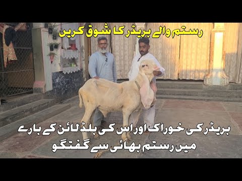 Rustam Bhai Rustam Wala Kajla breeder of Rustam Bhai from Shahpur Saddar. # ...