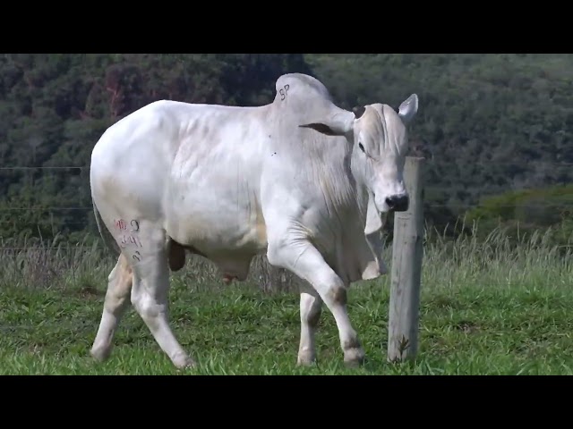 Lote 29 Leilão Outono Fazenda Modelo - Guto Grassano & Convidados