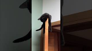 Cat Relaxes with a Big Stretch on Kitchen Door