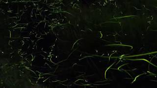 蛍作詞：井上赳 作曲：下総皖一