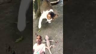 #Bangkok Street Fight - Cat vs Gecko at catchweight match up❤ #shorts #cat #gecko #fight #bangkok