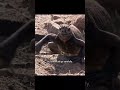 You Won’t Believe Who Wins This Battle 😱🦅🦎 #wildlife #animals #wildanimals #documentary #viral
