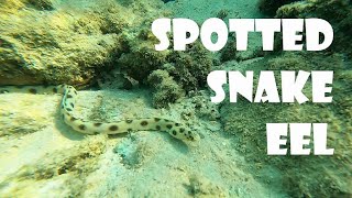 I thought it was a SNAKE! But... Spotted / Tiger Snake Eel, Red Sea