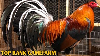 Sweater Roundhead Kelso - Top Rank Gamefarm - California