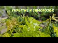 Заморозок с 9 на 10 мая в центральной Украине на винограднике.