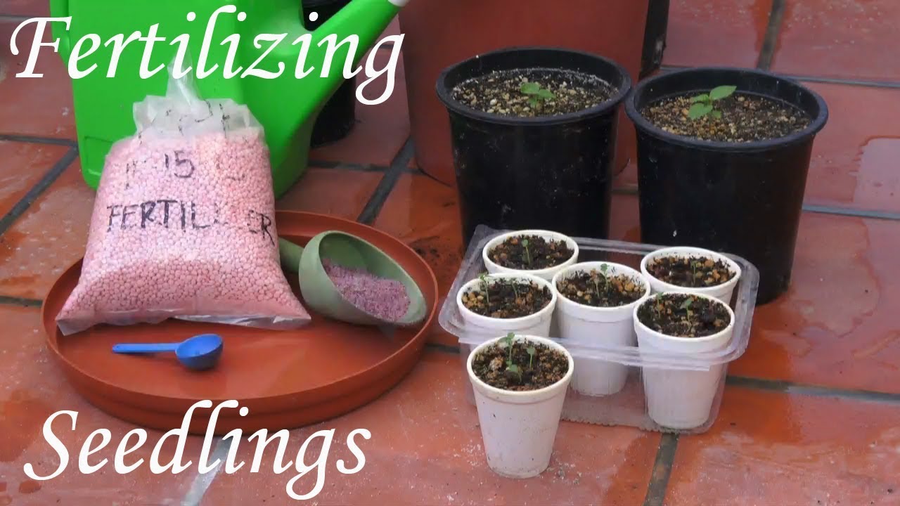 تغذية الشتلات بإستخدام NPK