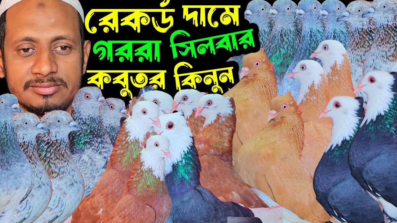 রেকর্ড দামে গররা,চিলা,কালদম,সিলবার,বেজি কবুতর কিনুন | বাকবাকুম পায়রা | Pigeon |