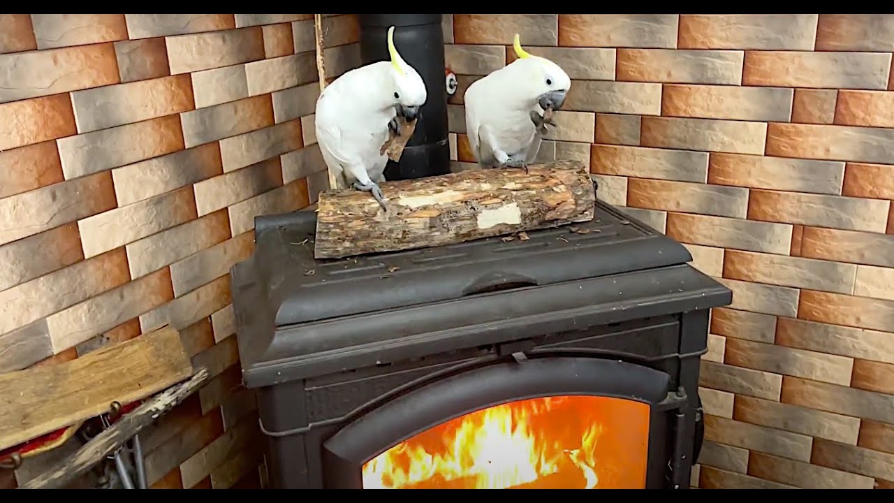parrots flew to warm themselves by the fireplace. cute parrots. funny