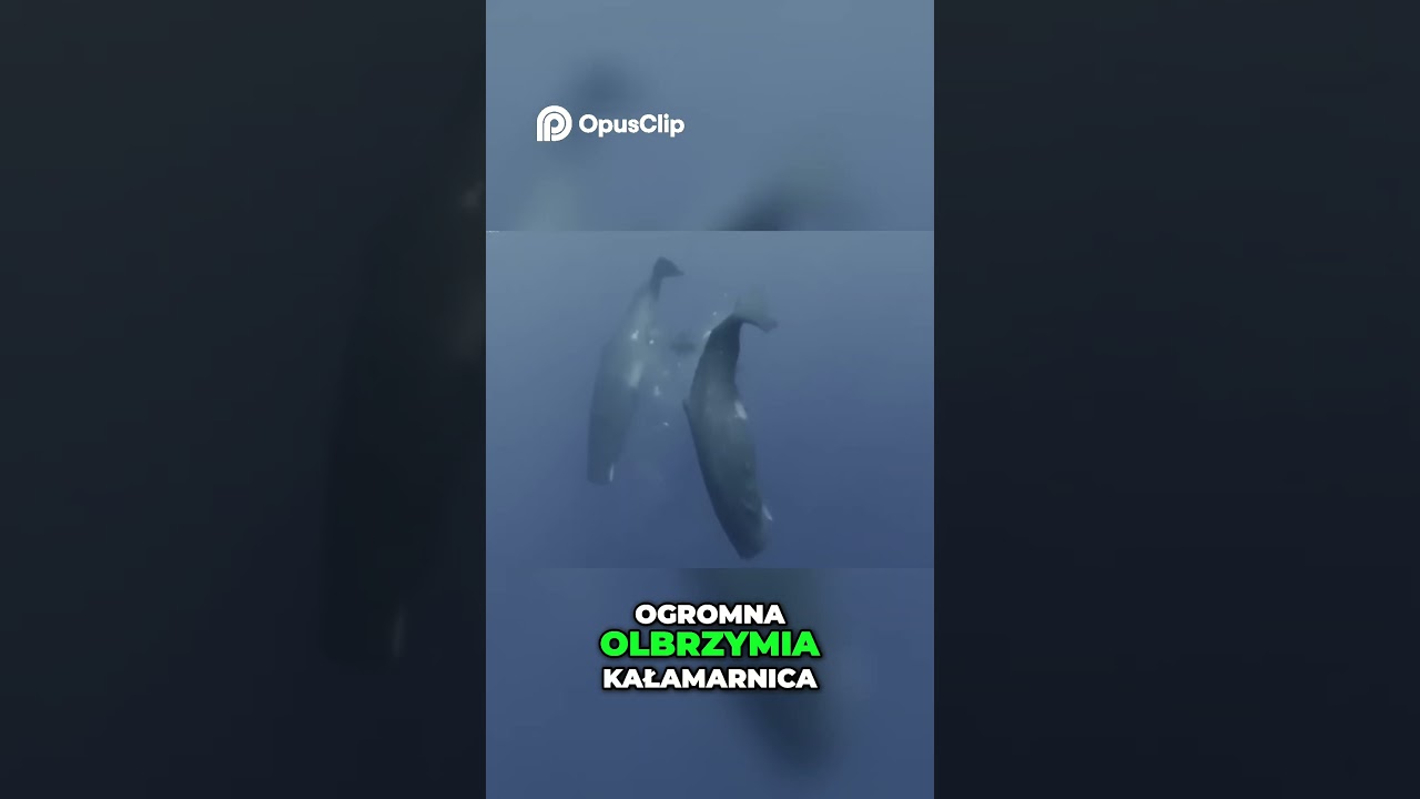 Kaszalot kontra Olbrzymia Kałamarnica  Epicka Bitwa w Głębinach