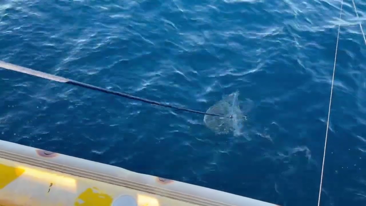 式根島のムロすくい