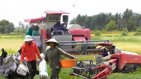 máy cắt trung quốc 130 hàm ba mét cắt lúa nhật công một tấn rất nhanh tập30 #maibangtv