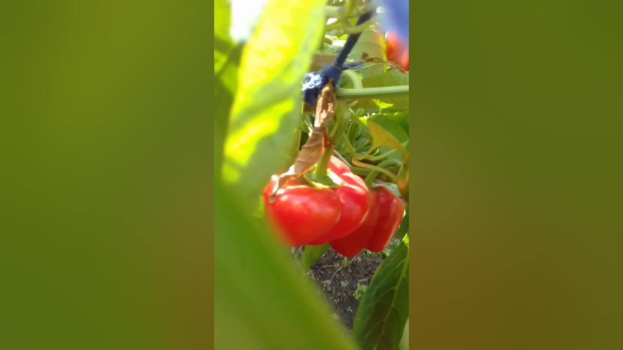 семена из магнита. - YouTube