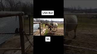 Bulls in USA vs RUSSIA MEME 😂 #shorts