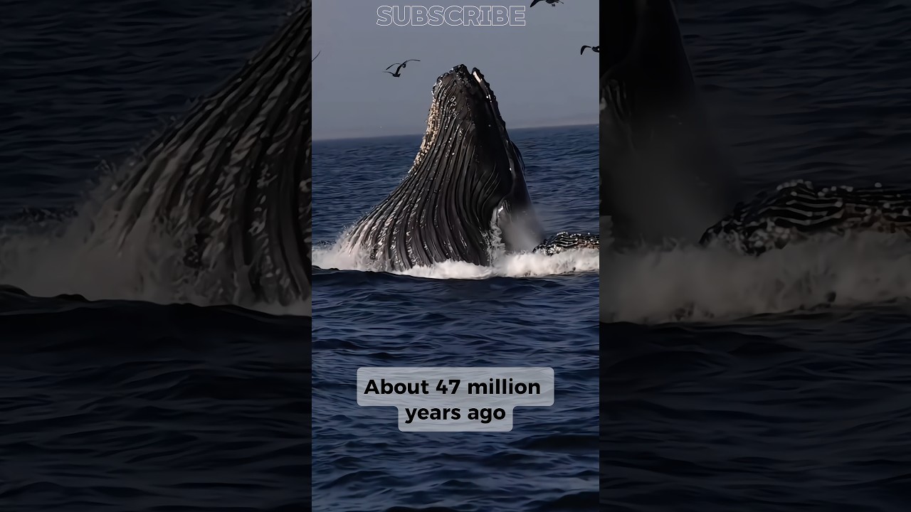 Whale Had Legs😨 #facts #viral #shorts #trending.