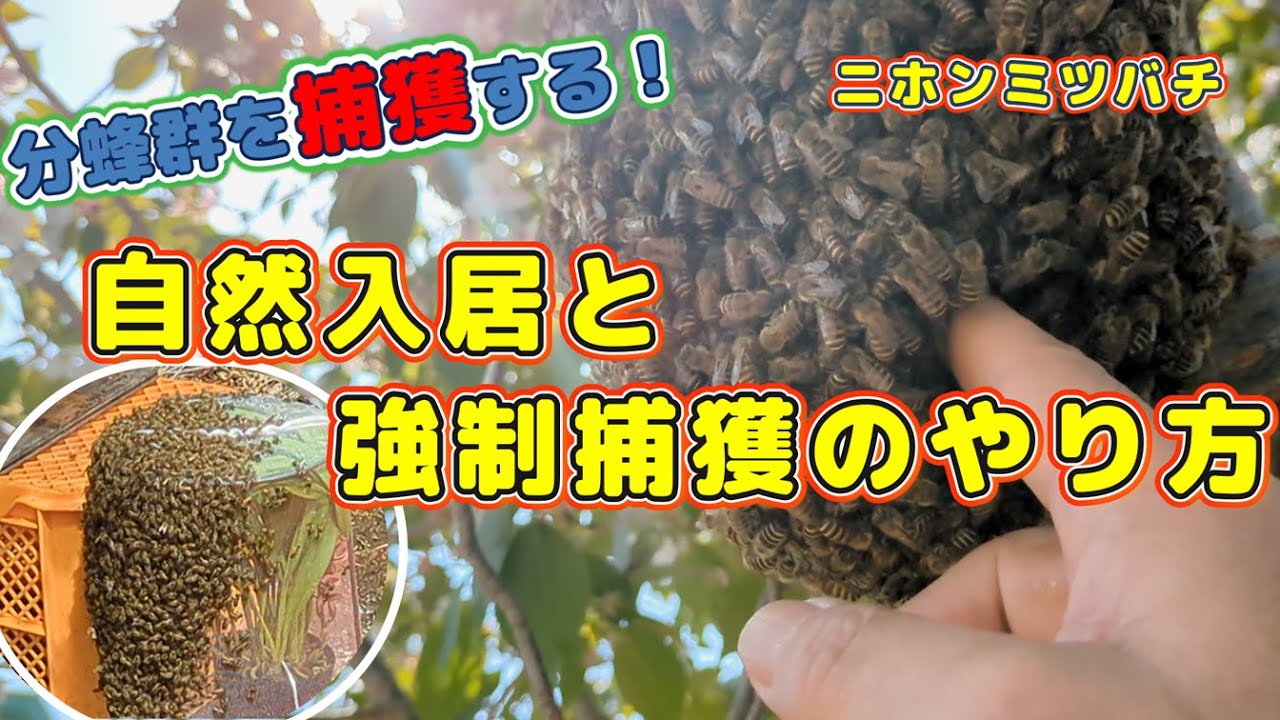 日本ミツバチ分蜂群 maxresdefault.jpg