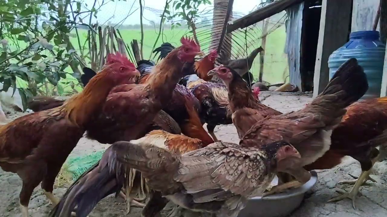 Cứ mỗi buổi sáng hàng ngày của mình cho gà ăn 